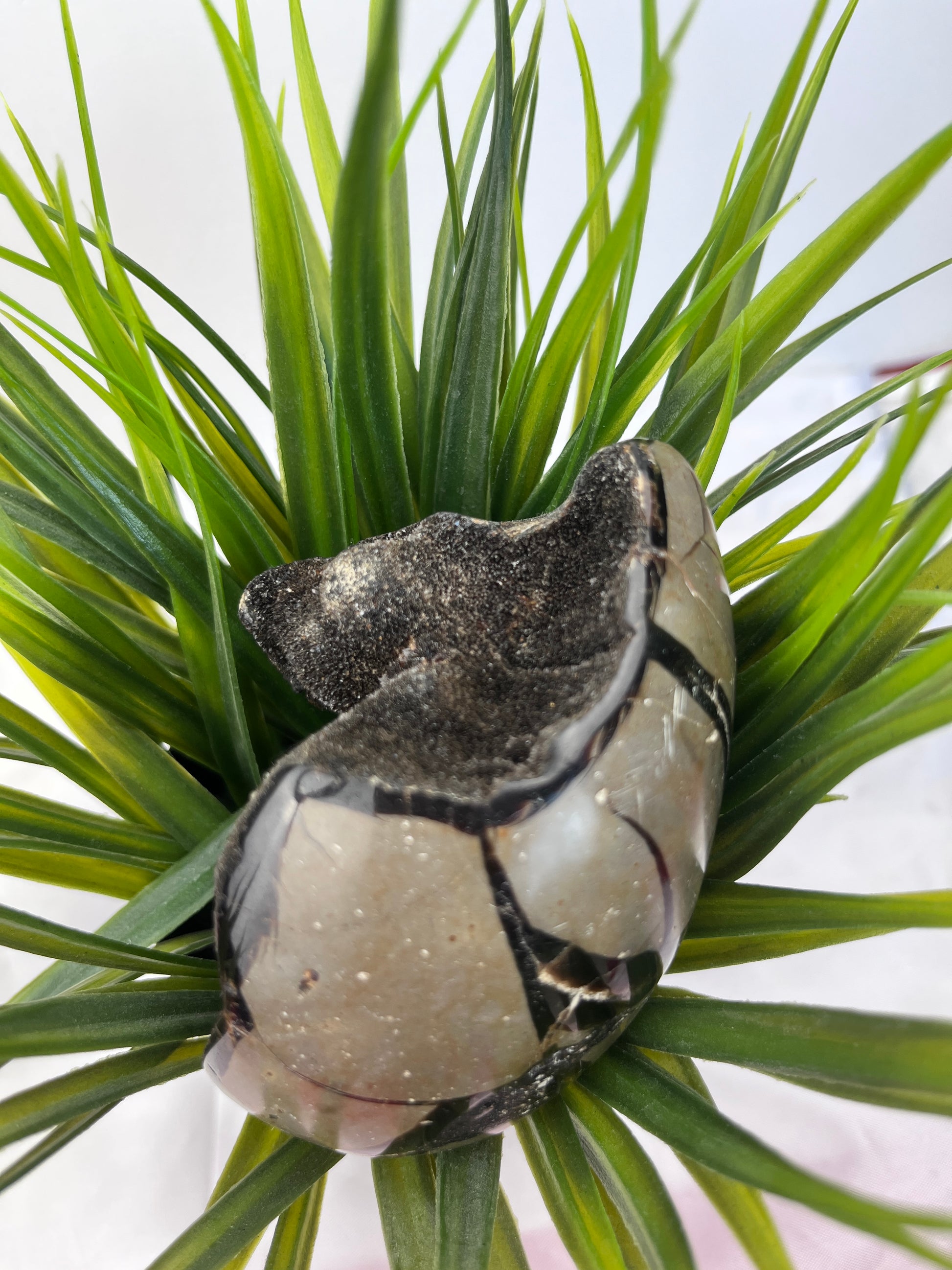 Septarian Eggs